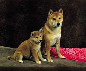 Shiba Inu pup en volwassen